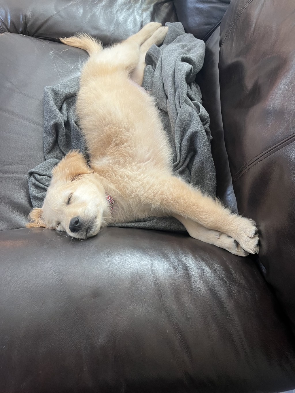 So, We Got a&nbsp;Dog