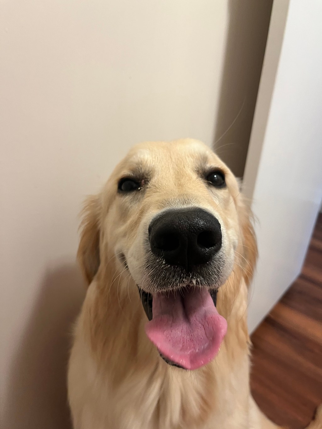 I Know Why the Dog’s Tail&nbsp;Wags